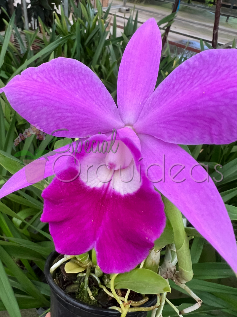 LAÉLIA PUMILA TIPO ADULTA (FLOR GRANDE)