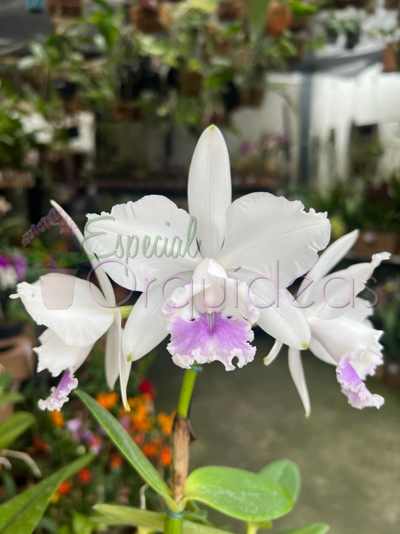 CATTLEYA DOLOSA COERULEA X C INTERMÉDIA COERULEA