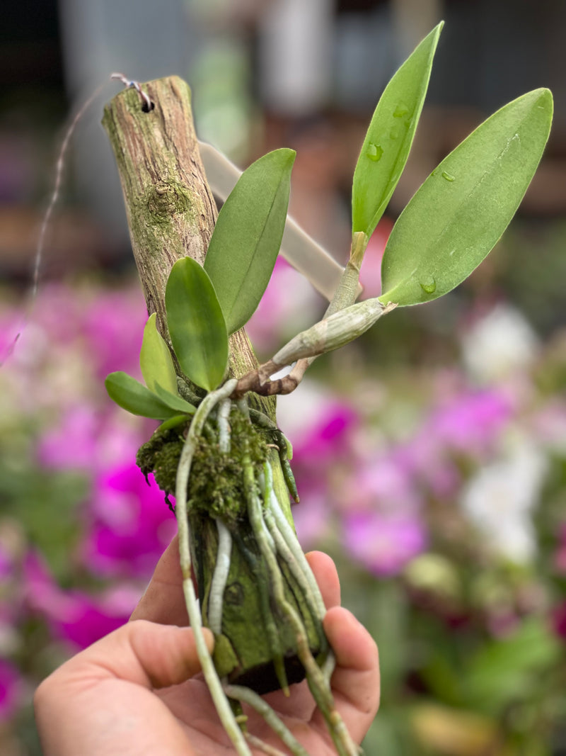 Cattleya Dolosa x C Walkeriana Alba (Pré adulta Plantada em troncos)