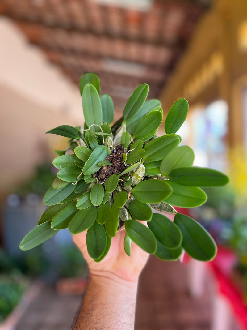 DENDROBIUM AGREGATUM (ENTOUCERADAS)