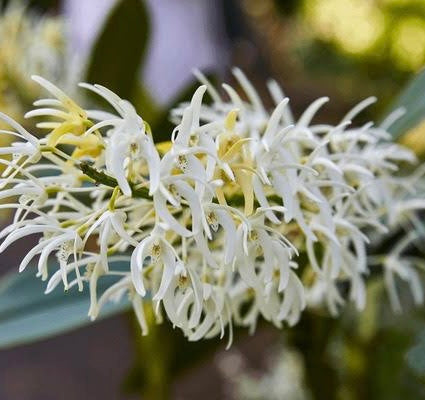 Dendrobium speciosum