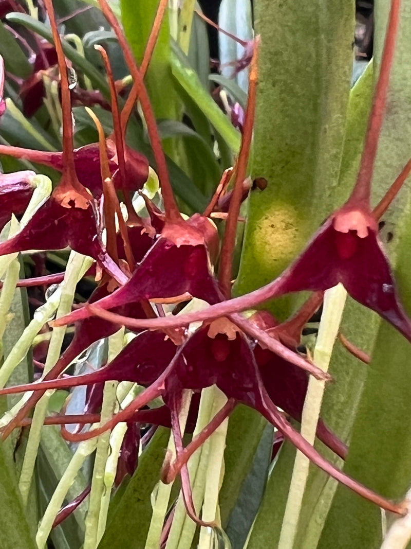 Masdevallia herradurae