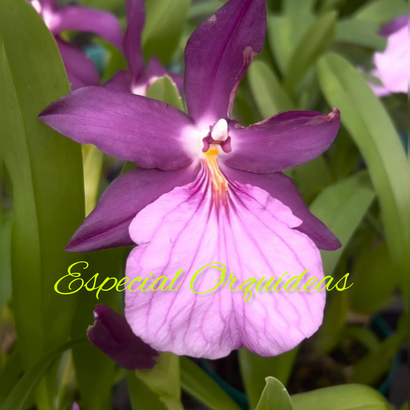 MILTONIA MORELIANA (MUDINHA)