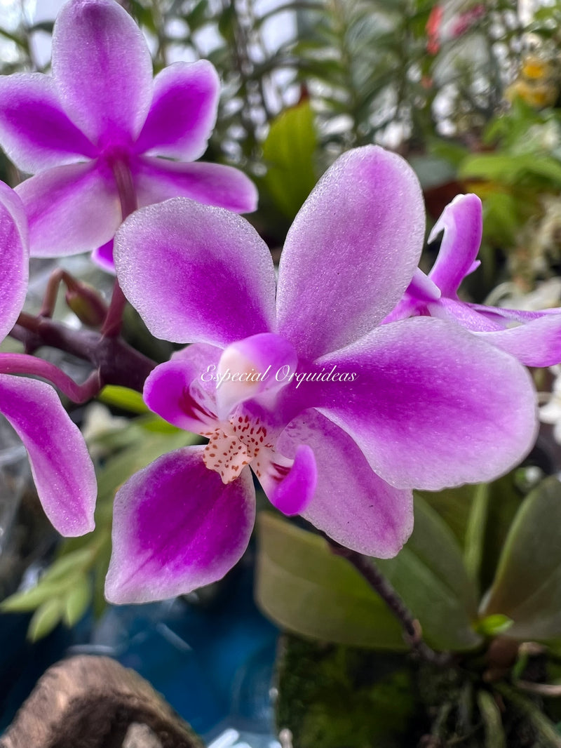Phalaenopsis equestris rosea