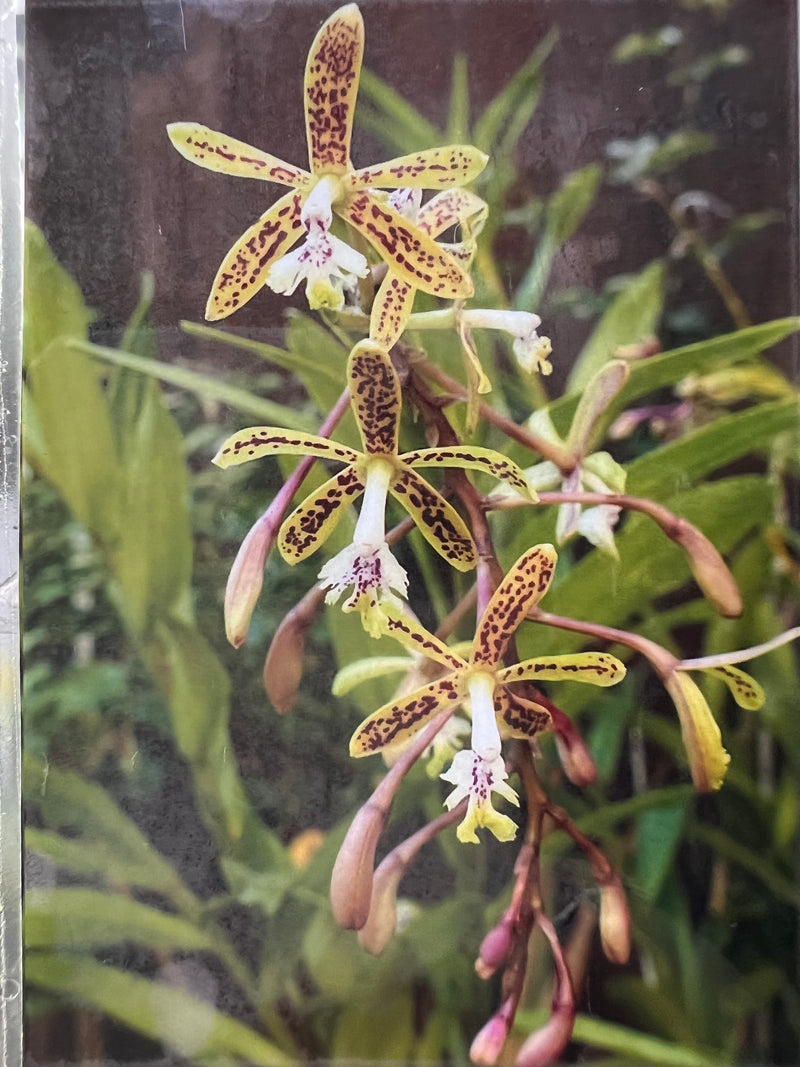 EPIDENDRUM RANIFERUM (MUDINHA)