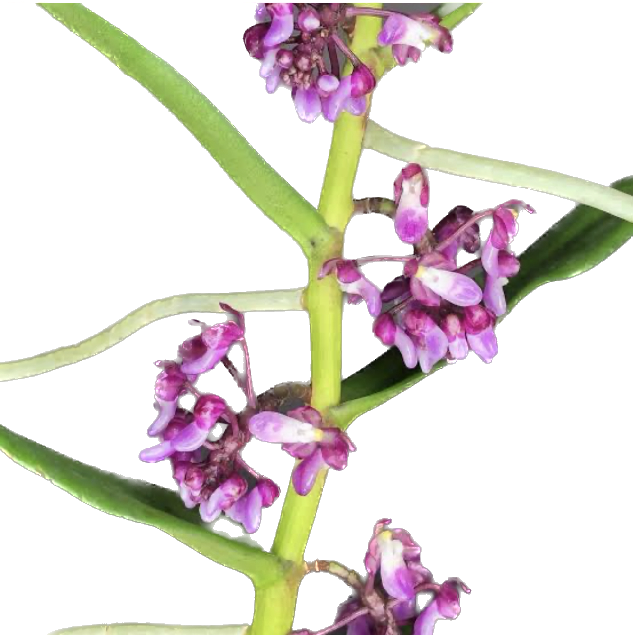 MICROPERA UTRICULOSA