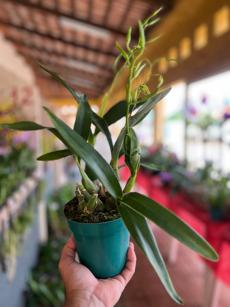 PANARICA IONOCENTRA