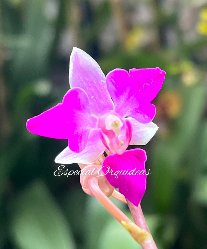 Phalaenopsis doritis tipo de flor diferente raridade