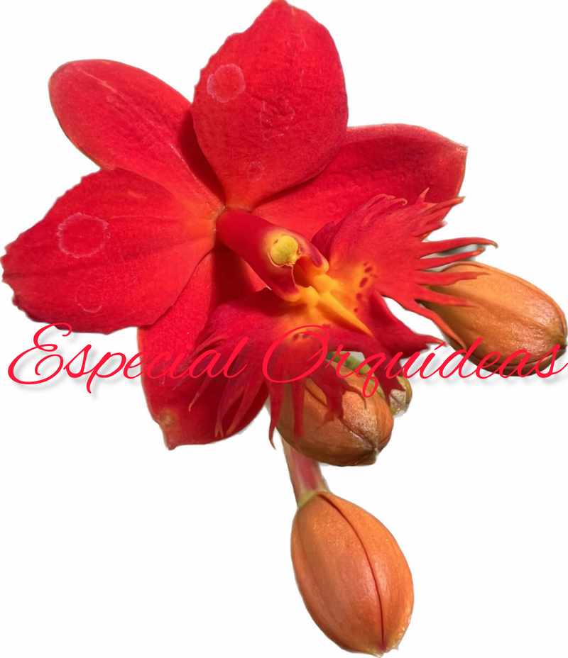 EPIDENDRUM JOSEPH LEE (FLOR GRANDE)