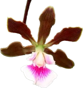 ENCYCLIA RANDII CEBOLÃO