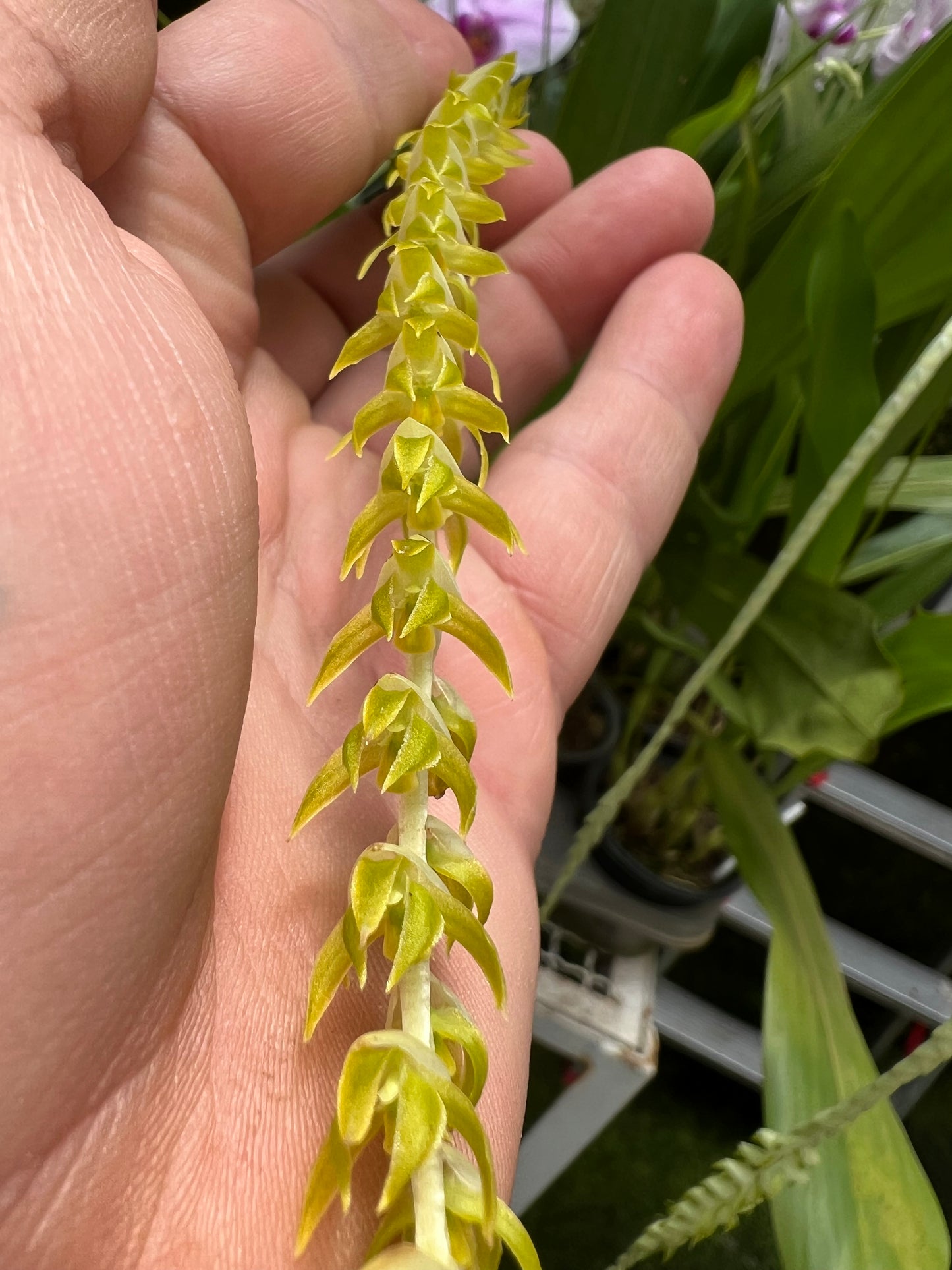 DENDROCHILUM MAGNUM