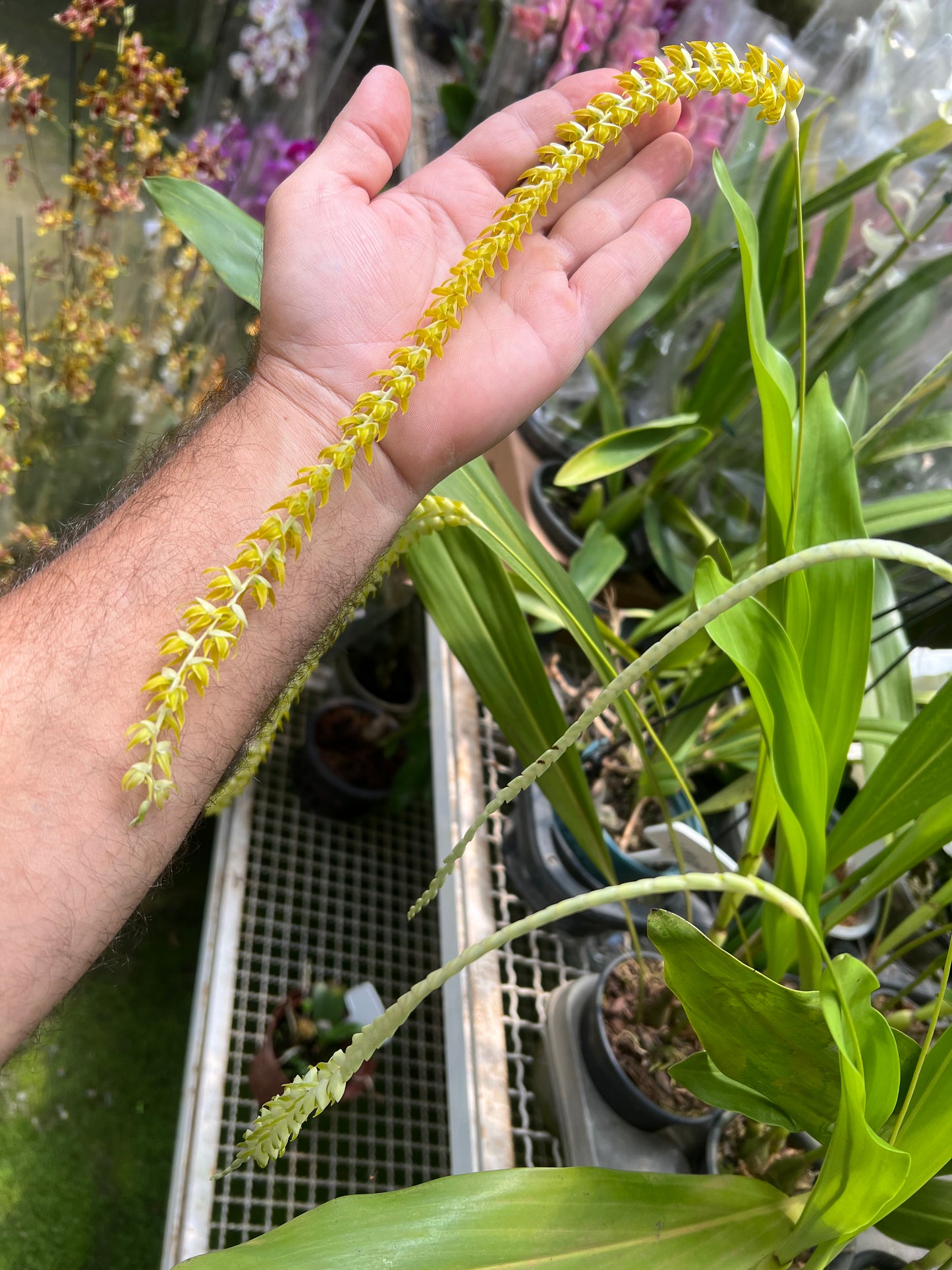 DENDROCHILUM MAGNUM