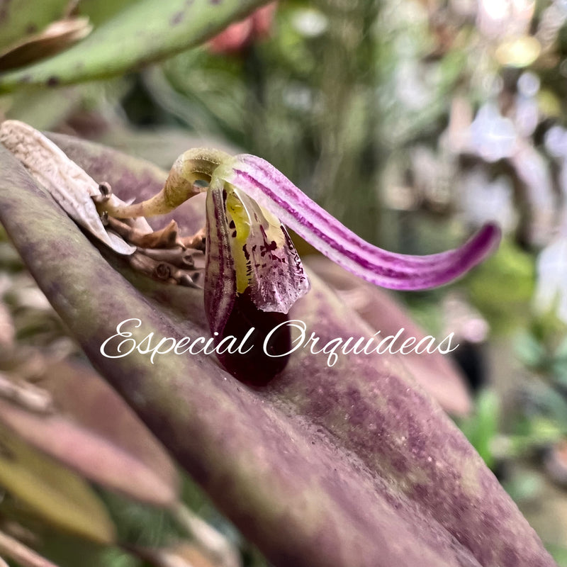 Pleurothalis Fascinante Plantado na Peroba ( Super Touceira )