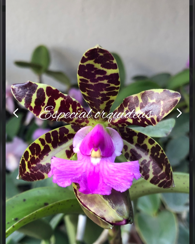 CATTLEYA ACLANDIAE TIPO