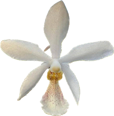 Holcoglossum subulifolium X Phalaenopsis stuartiana