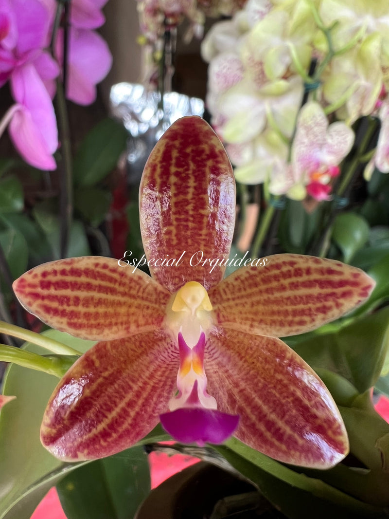 Phalaenopsis cornu-cervi forma chattaladae x javanica