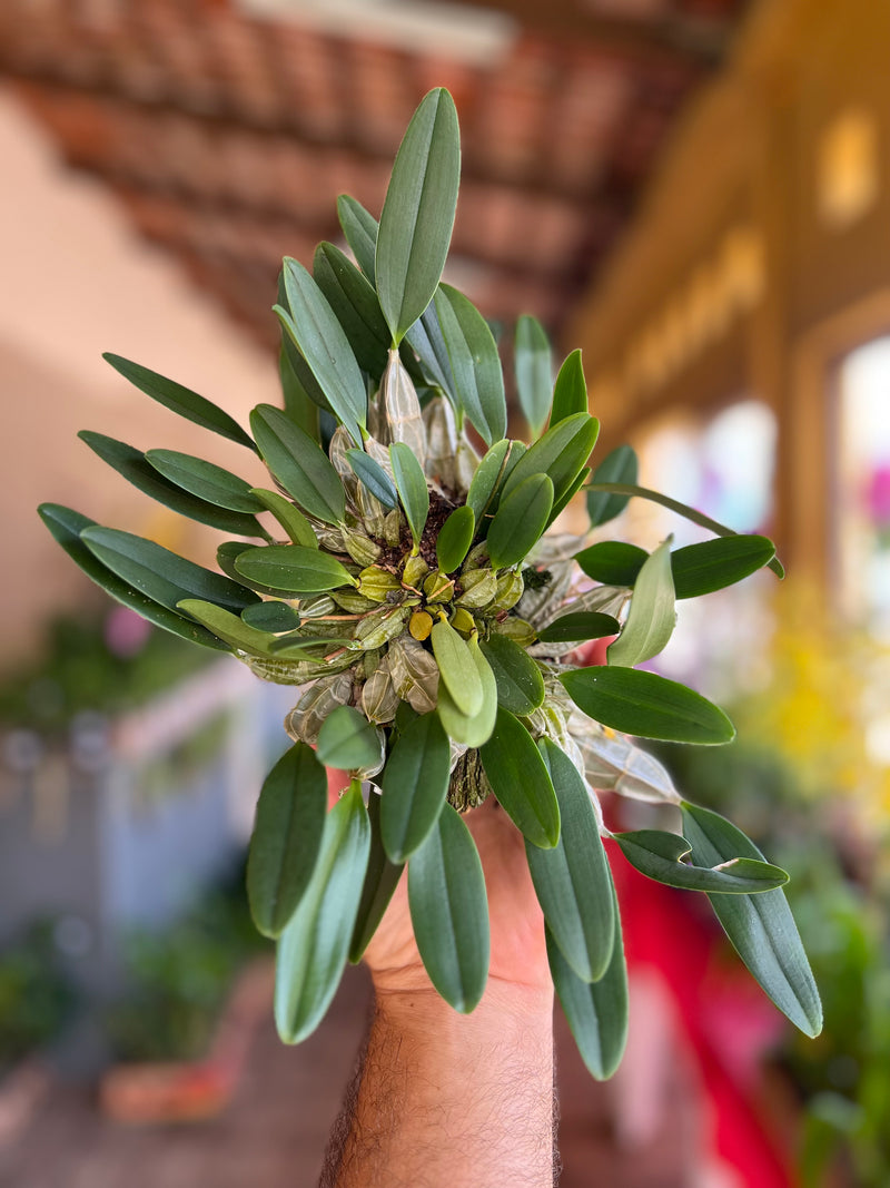 DENDROBIUM AGREGATUM (ENTOUCERADAS)