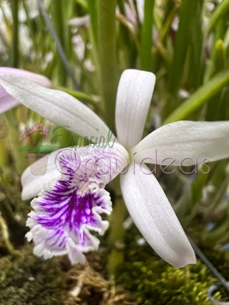 LAELIA LUNDII COERULEA