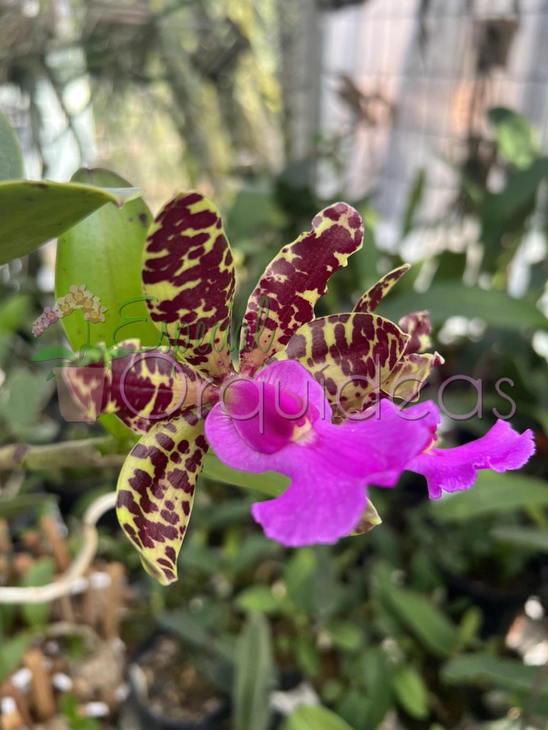 Cattleya aclandiae tipo (tom amarelado labelo pink)