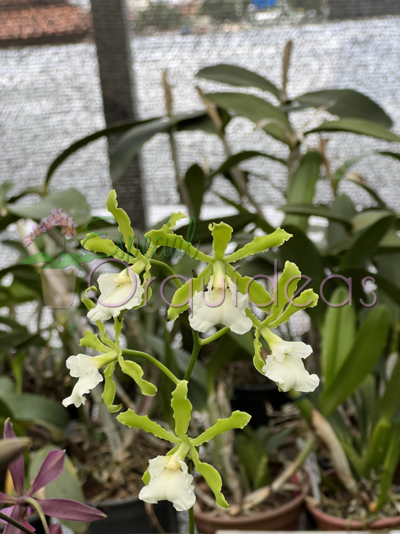 ENCYCLIA RANDII ALBA