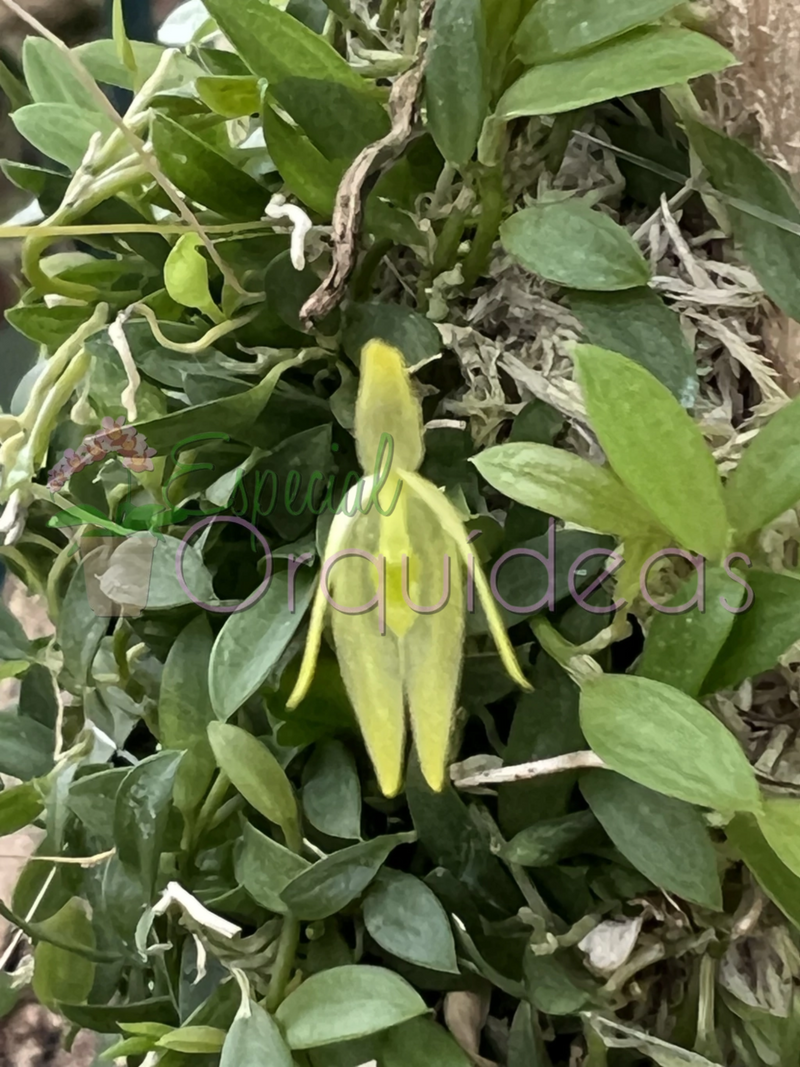 BARBOSSELA GARDNERII (FLOR MICRO)