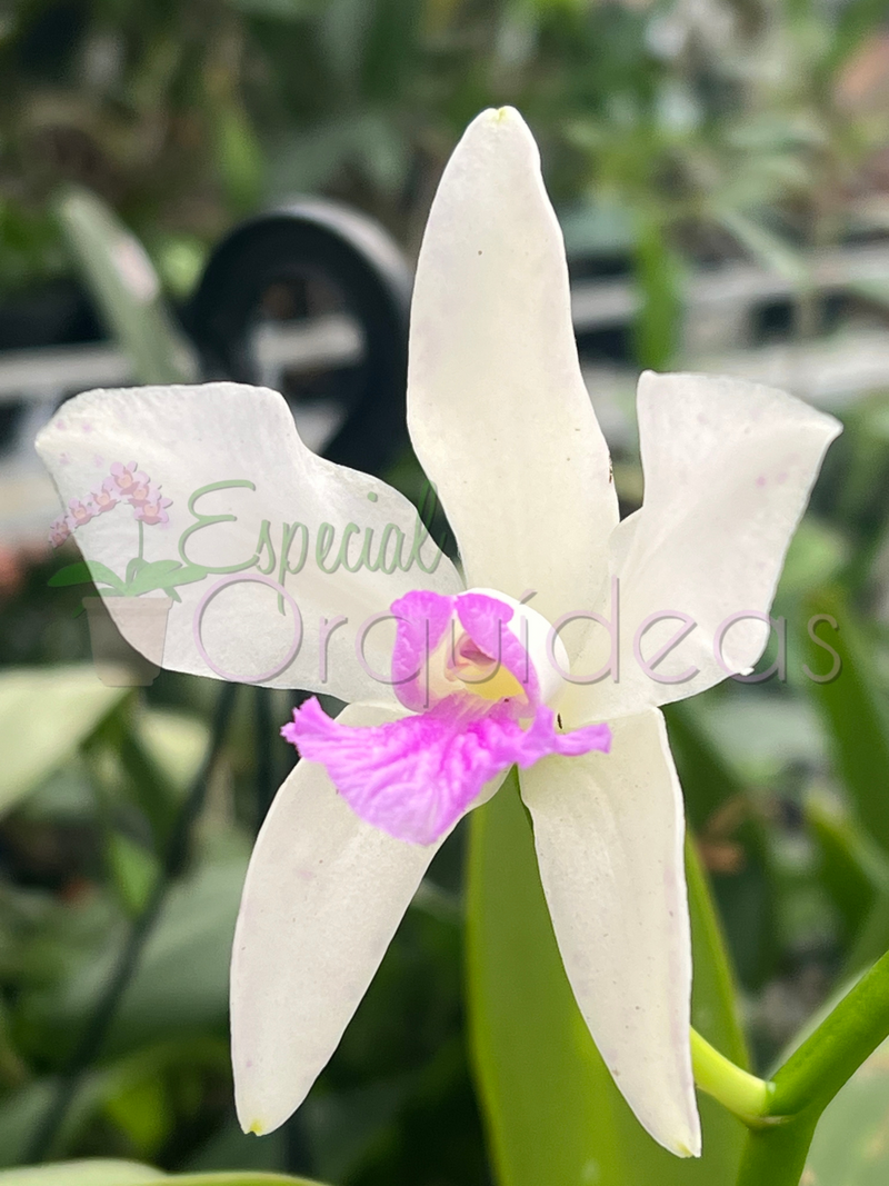 CATTLEYA AMETISTOGLOSSA SEMI ALBA