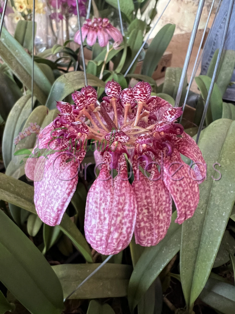 BULBOPHYLLUM EBERHARDTII