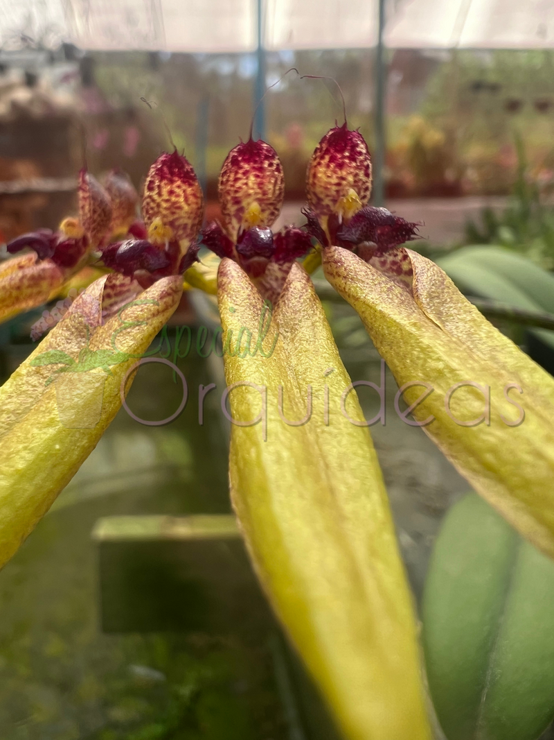 Bulbophyllum picturatum linda com carinha de inseto