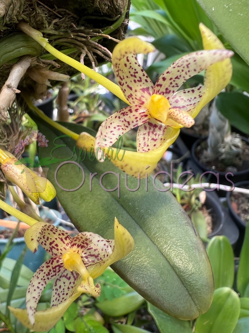 BULBOPHYLLUM BAILEY