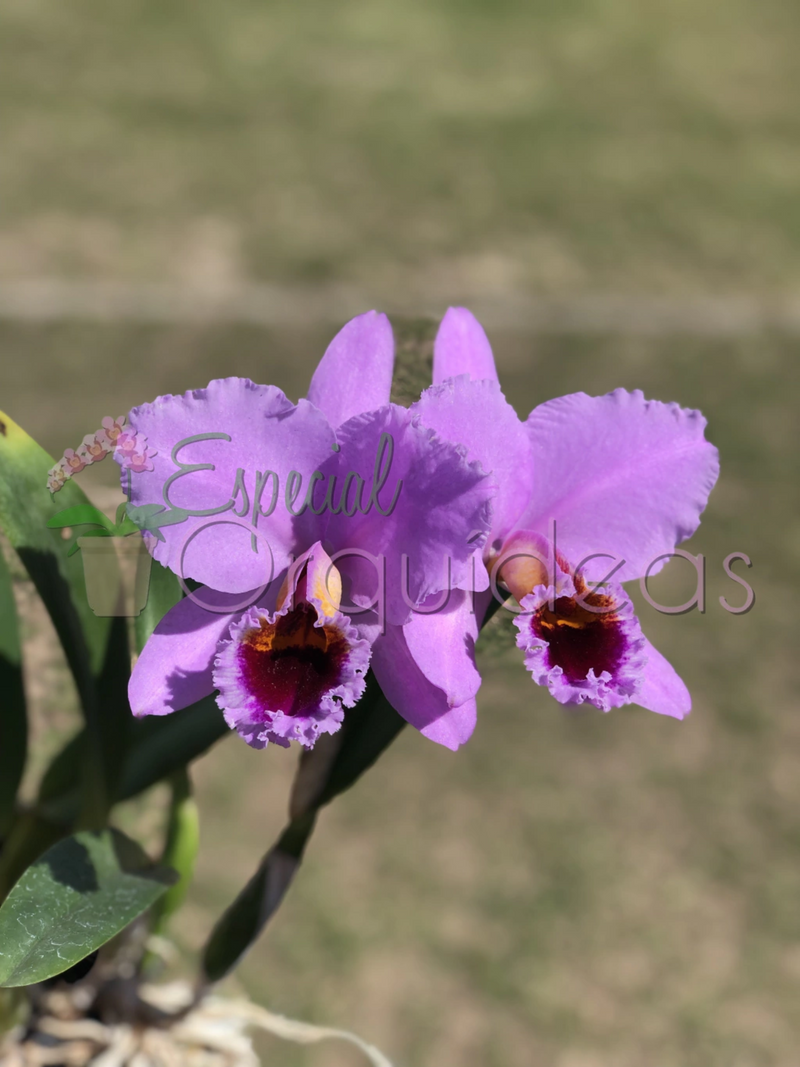 CATTLEYA PERCIVALIANA CARLA PORTO