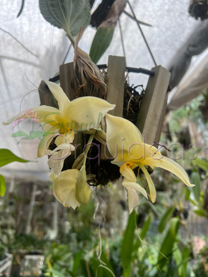 STANHOPEA GRAVEOLENS