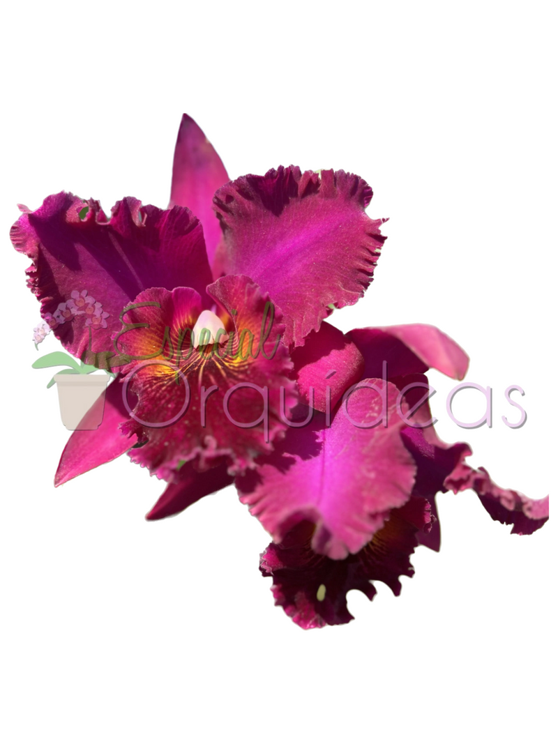 CATTLEYA CHIA LIN NEW CITY (ADULTA)