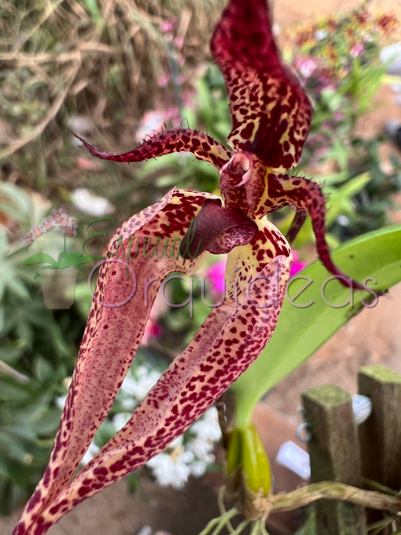 BULBOPHYLLUM MEE GARUDA