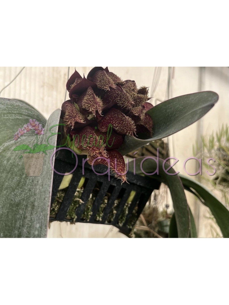 BULBOPHYLLUM PHALAENOPSIS X BECCARII (RARÍSSIMA)