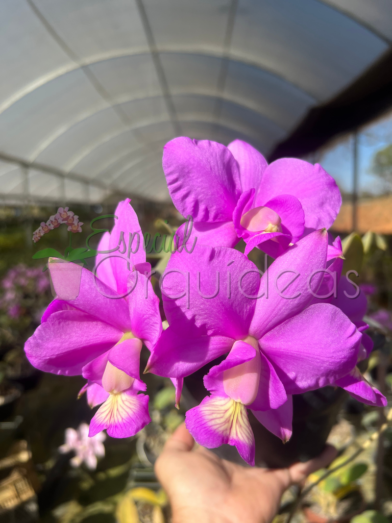 CATTLEYA NOBILIOR TIPO (NA CUIA)