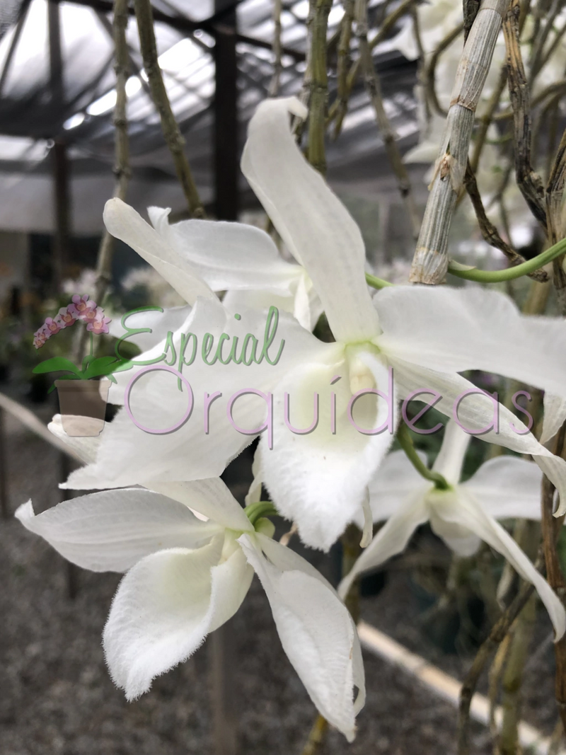 DENDROBIUM ANOSMUM ALBA