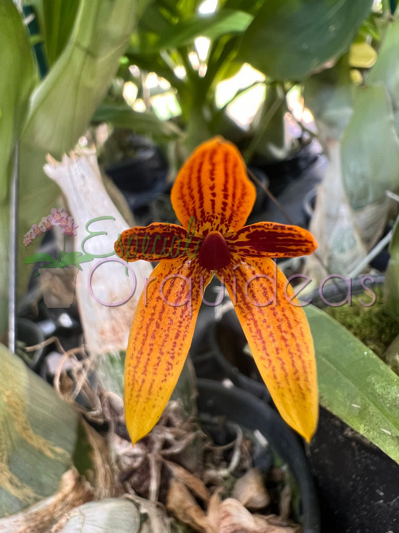 Bulbophyllum pardalotum (adulto)