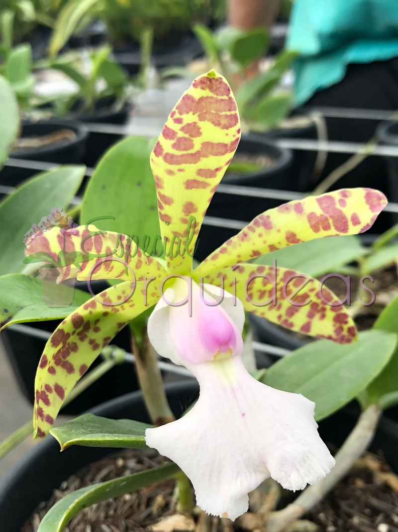 CATTLEYA ACLANDIAE ALBESCENS