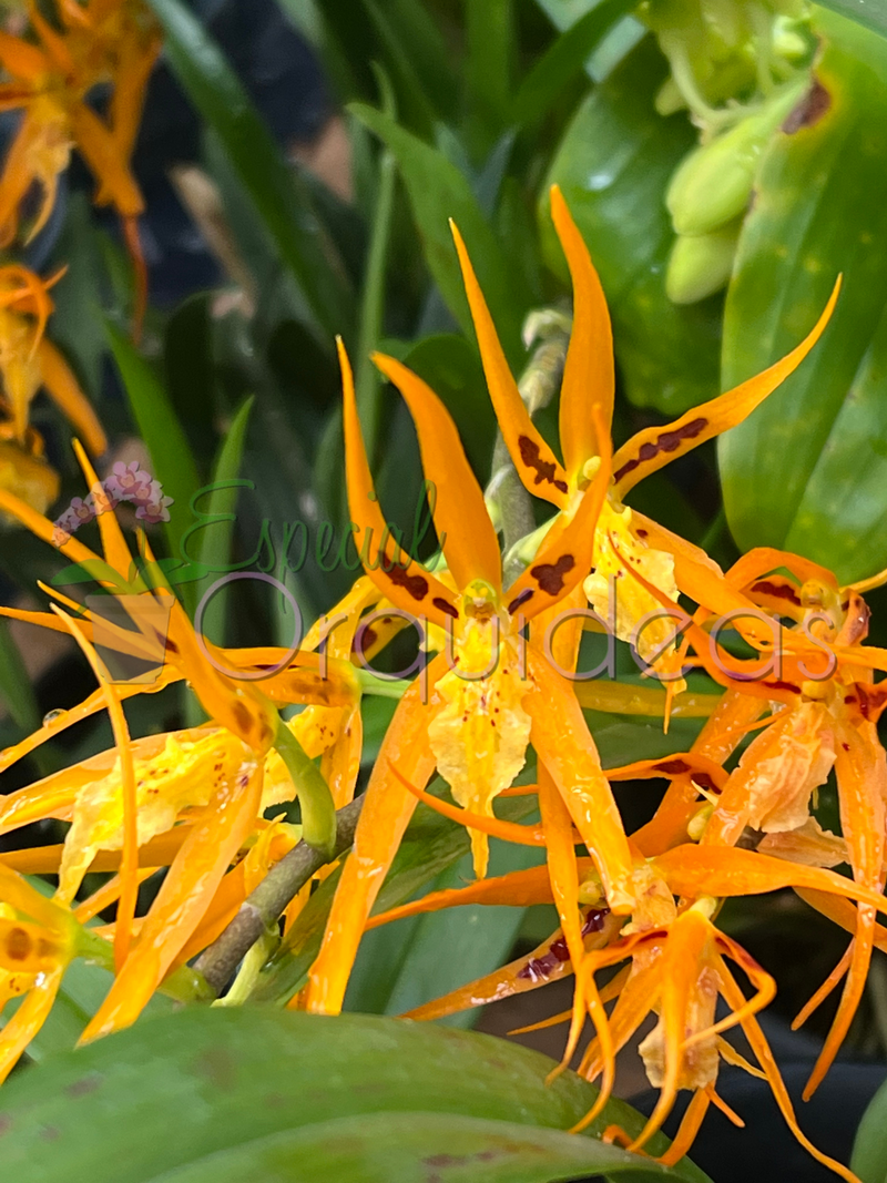 BRASSIA ORANGE DELIGHT