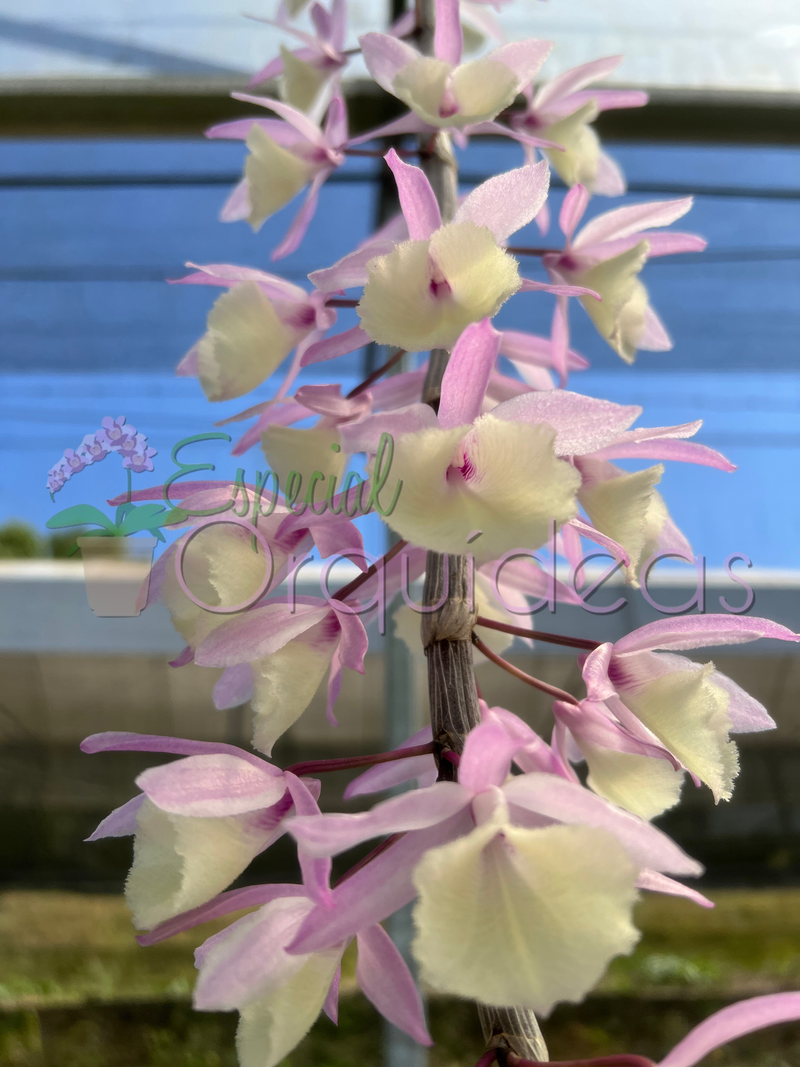 DENDROBIUM PIERRARDII