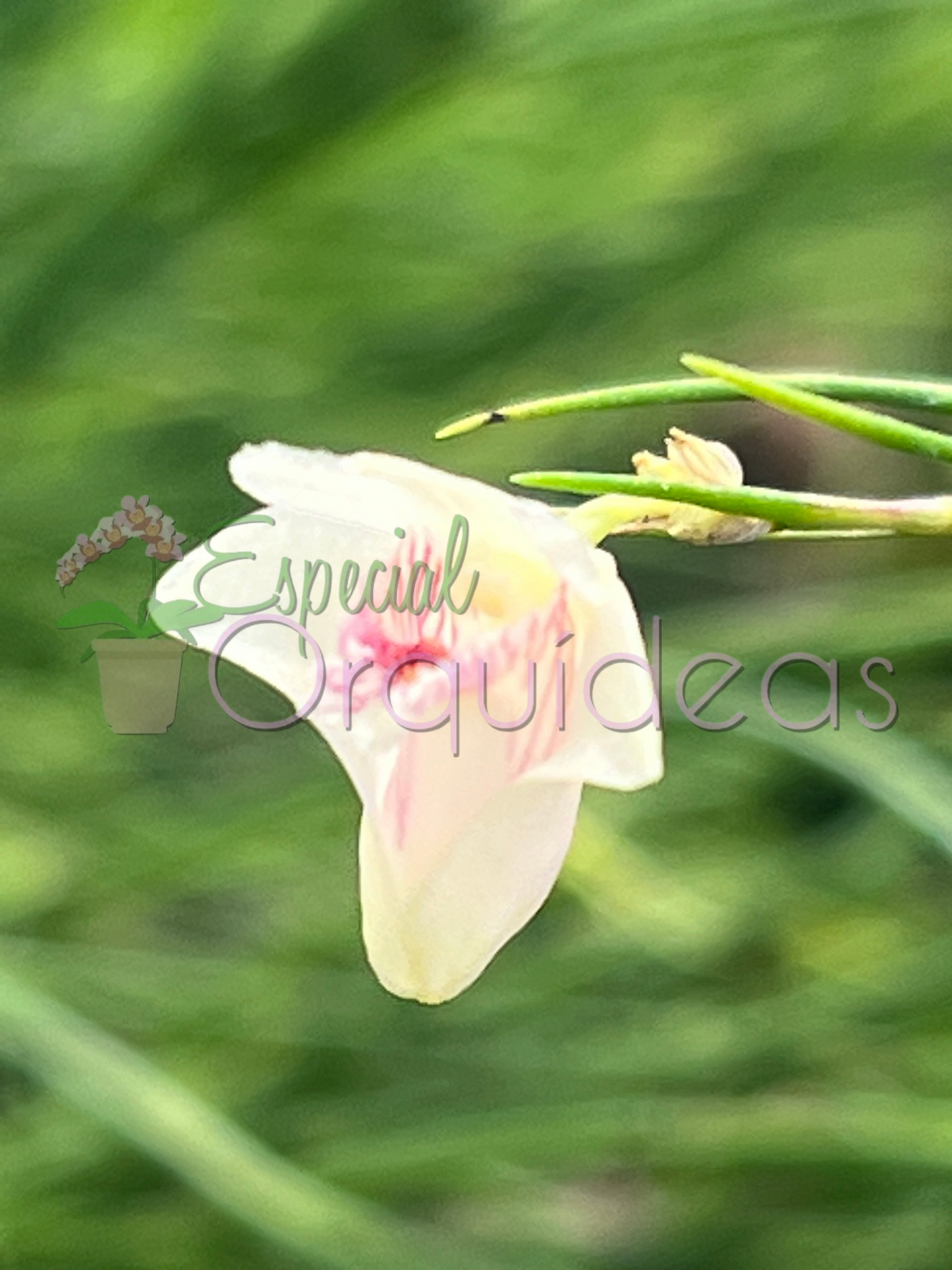 DENDROBIUM SECTION APORUM