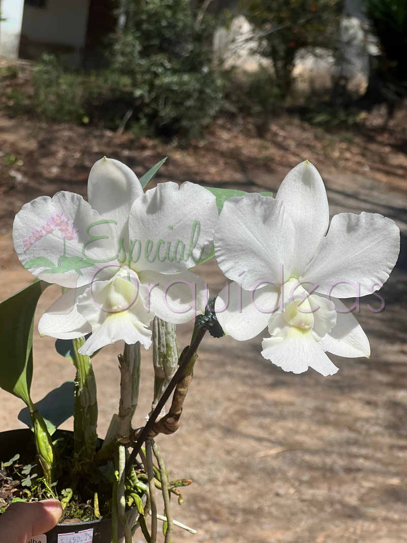 Cattleya aloha case ALBA raridade