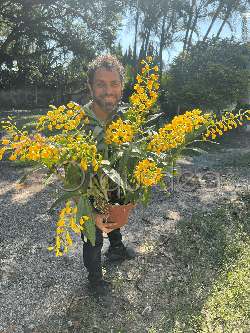 DENDROBIUM CHRYSOTOXUM