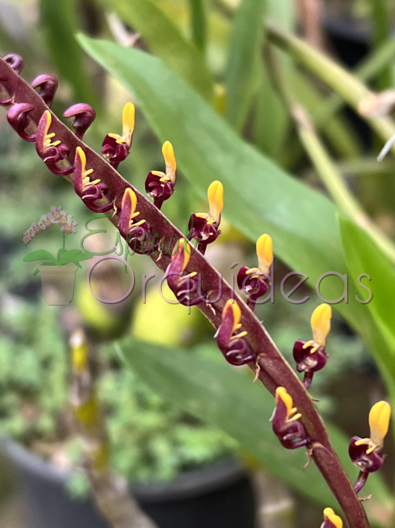 BULBOPHYLLUM FALCATUM (FLOR MICRO)