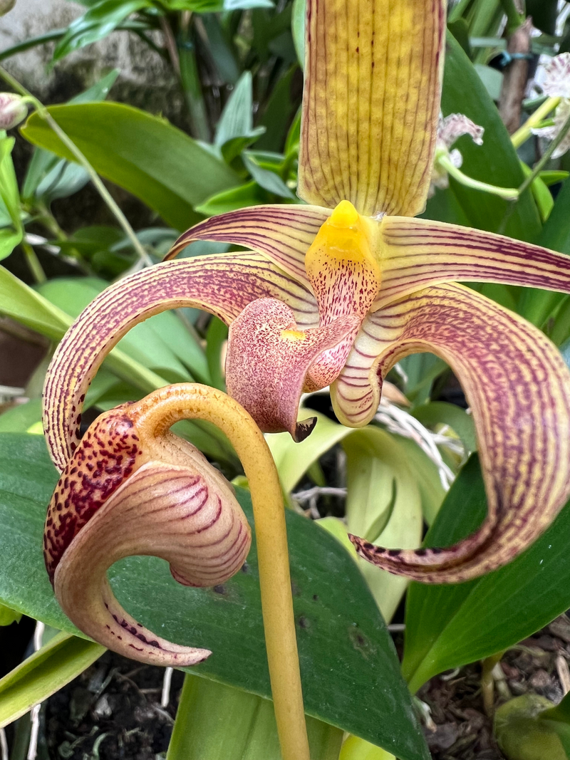 BULBOPHYLLUM LOBBY