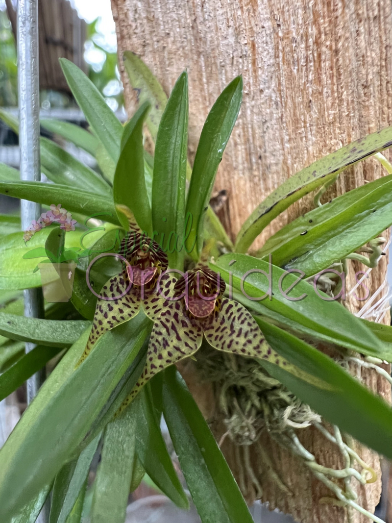 DRYADELLA ZEBRINA DE FLOR SENSACIONAL