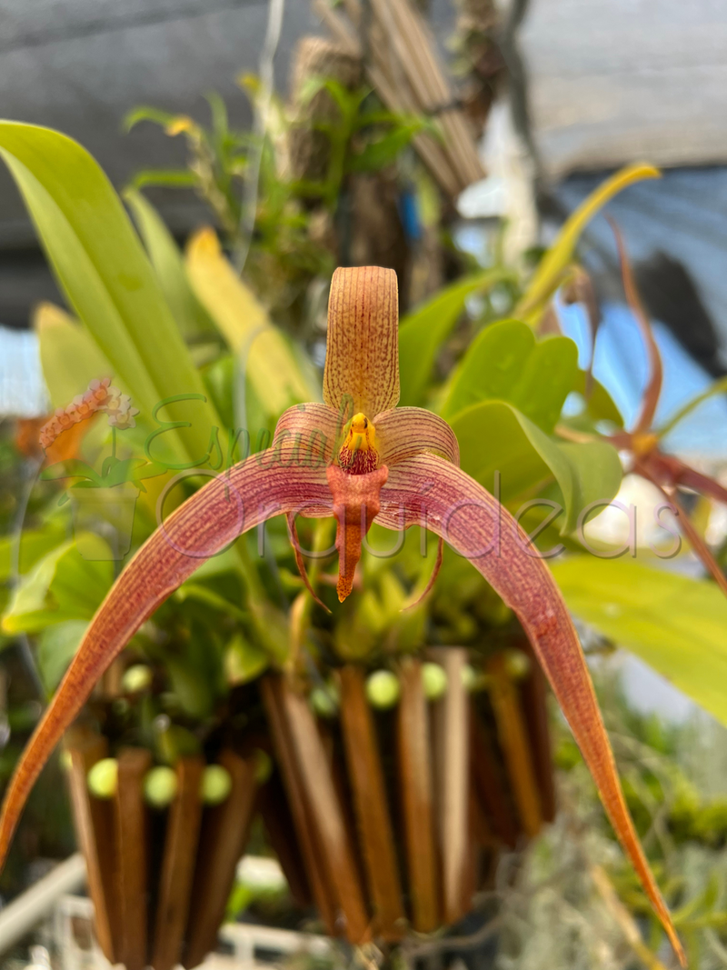 BULBOPHYLLUM JERSEY