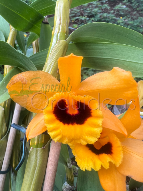 DENDROBIUM DENNEANUM