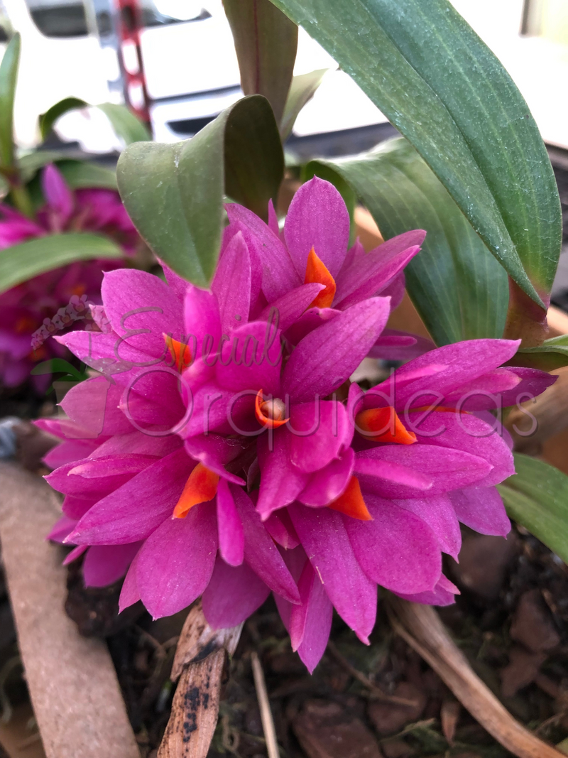 DENDROBIUM HIBIKI