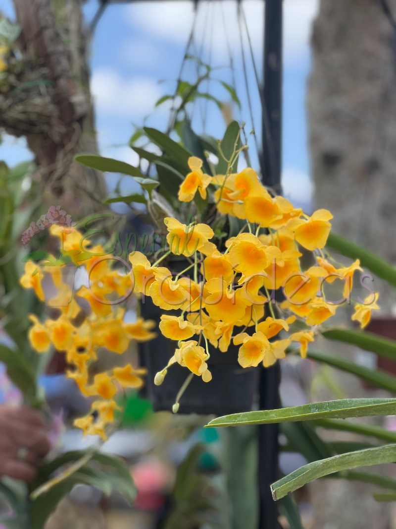 DENDROBIUM AGREGATUM (ENTOUCERADAS)